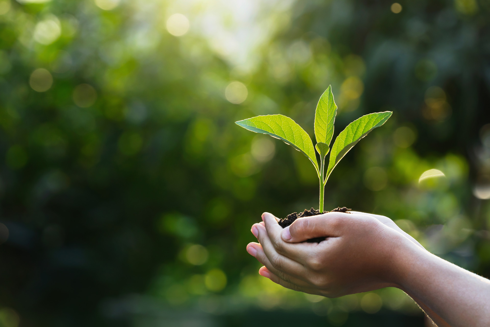Sustainability